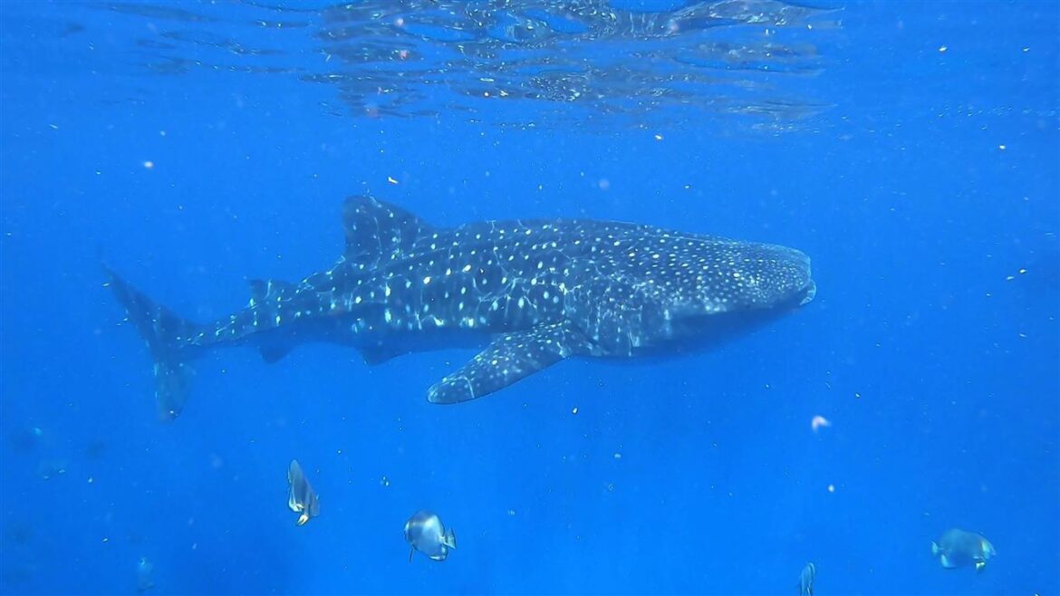 Whale Sharks  Backpacking the Philippines
