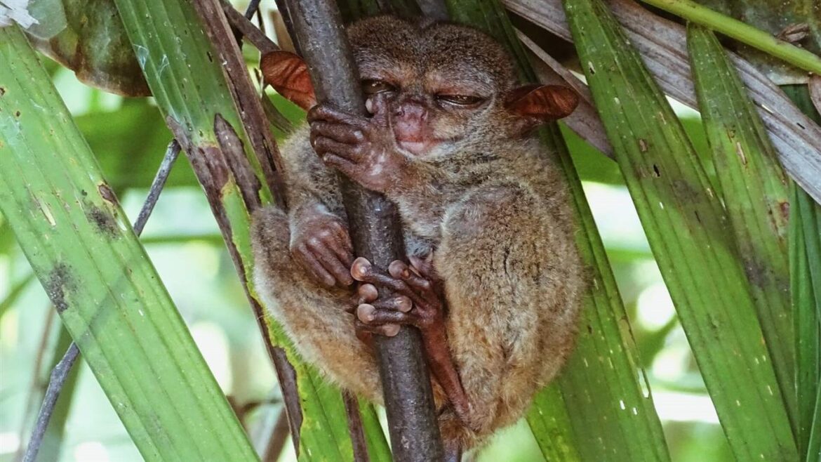 Tarsier  Backpacking the Philippines