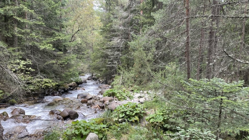 Woodland Walk with stream in bansko bulgaria
