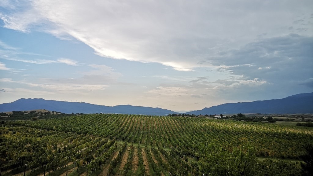Vineyards at Villa Melnik Winery Bulgaria 