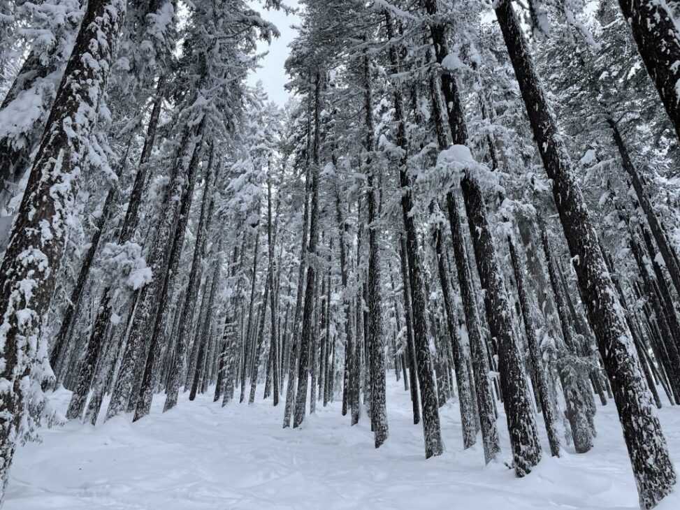 Bulgaria Pirin National Park in the snow